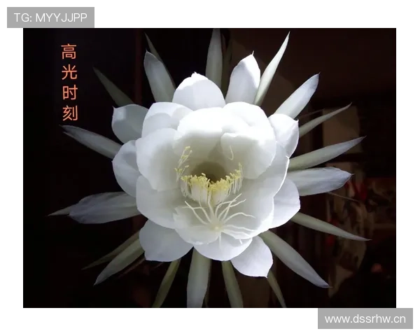 巴尔科拉是否昙花一现:高光表现与持续性差距在哪